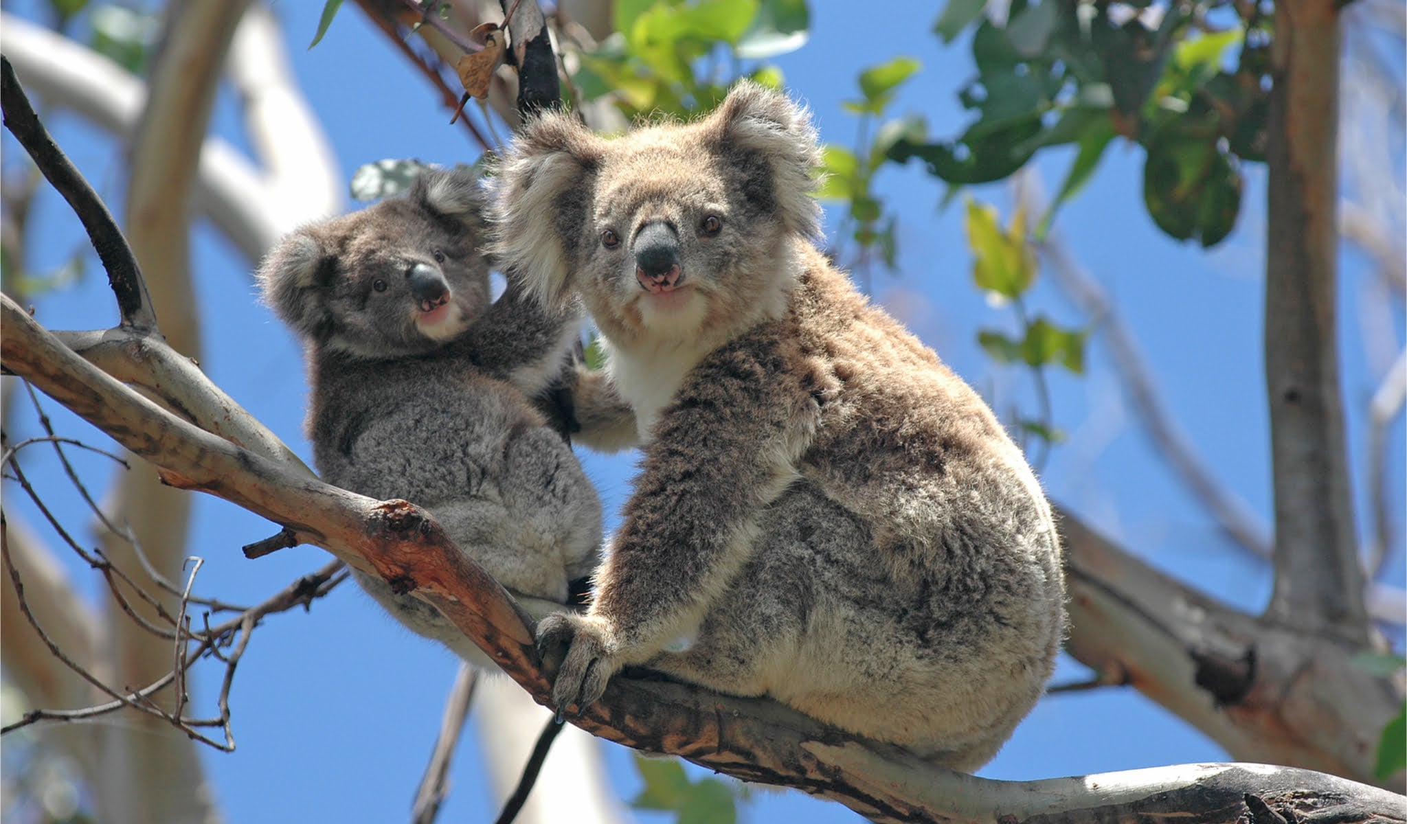 Australia