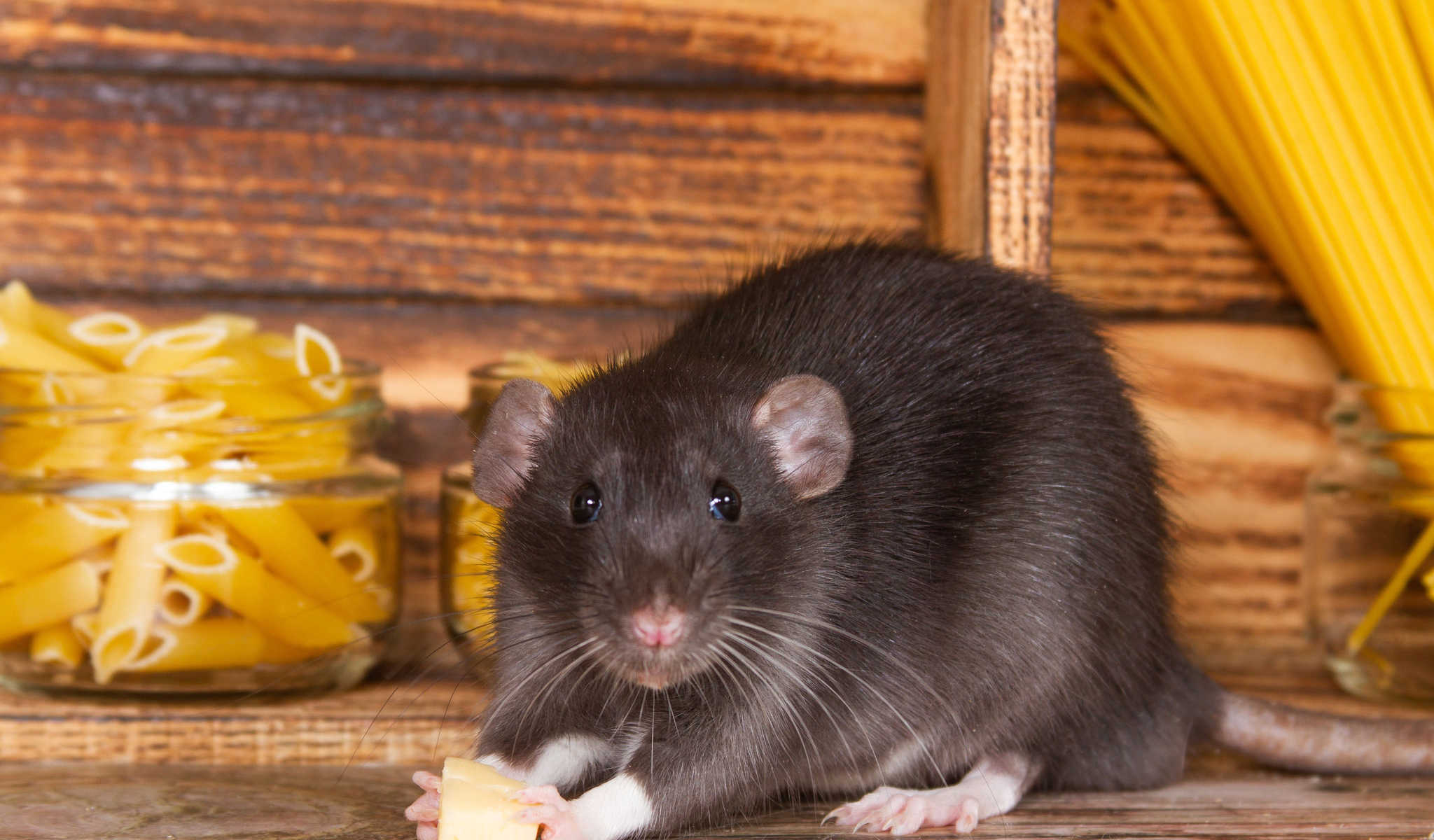 Deutsches öffentlich-rechtliches Fernsehen nannte zensierte Twitter-Stimmen „Ratten“