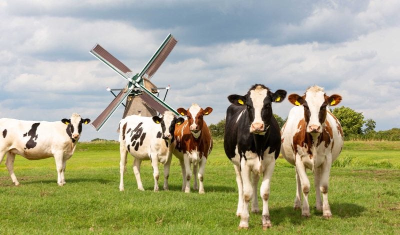 dutch farmers