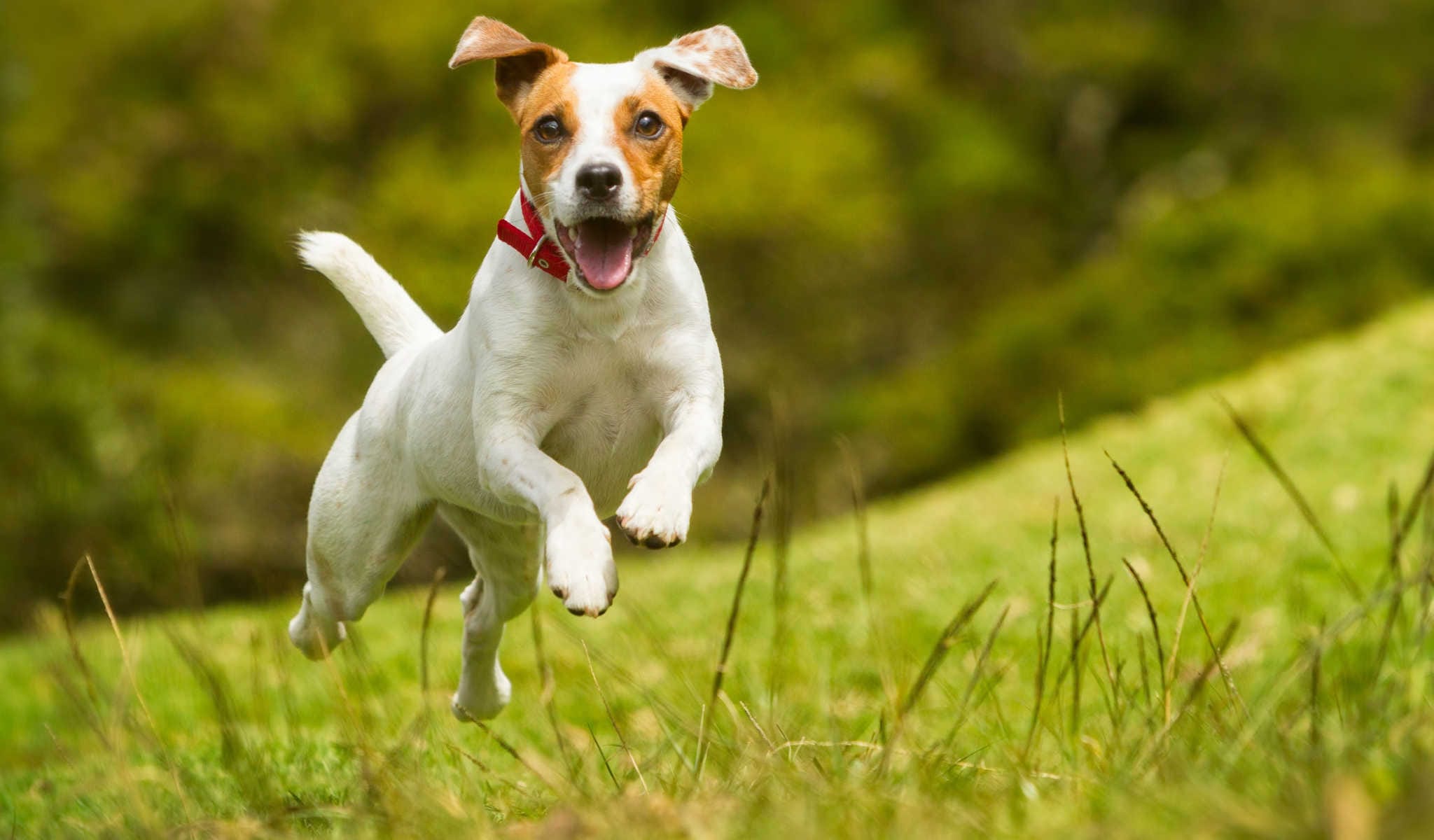 thank god for dogs