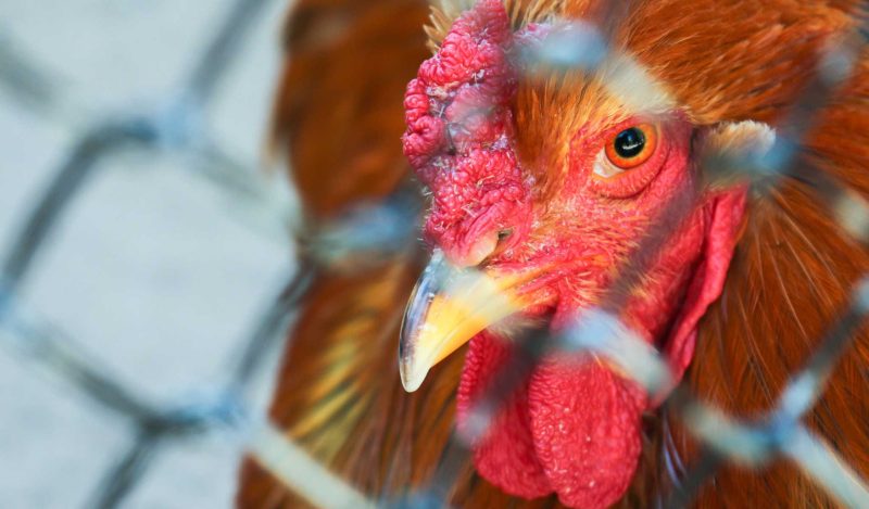 deadlier pandemic