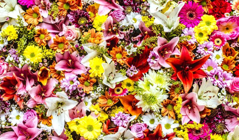 hundred flowers bloom