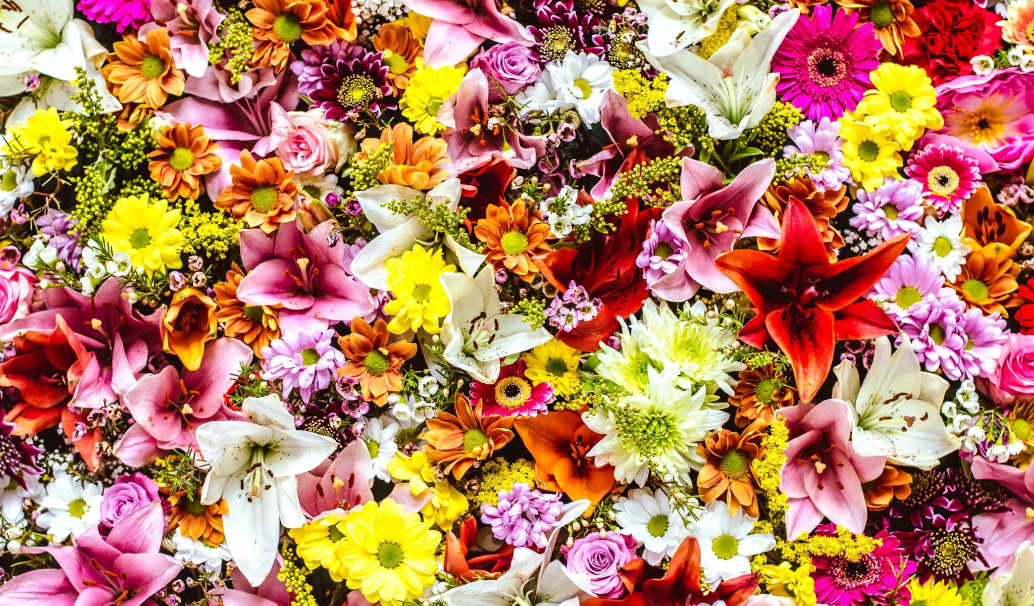 hundred flowers bloom