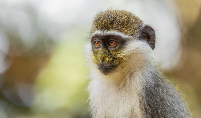 green monkey