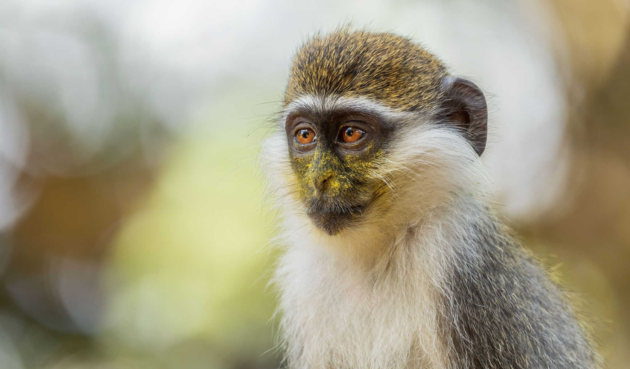 green monkey