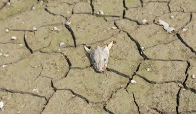 welcome to the dying earth