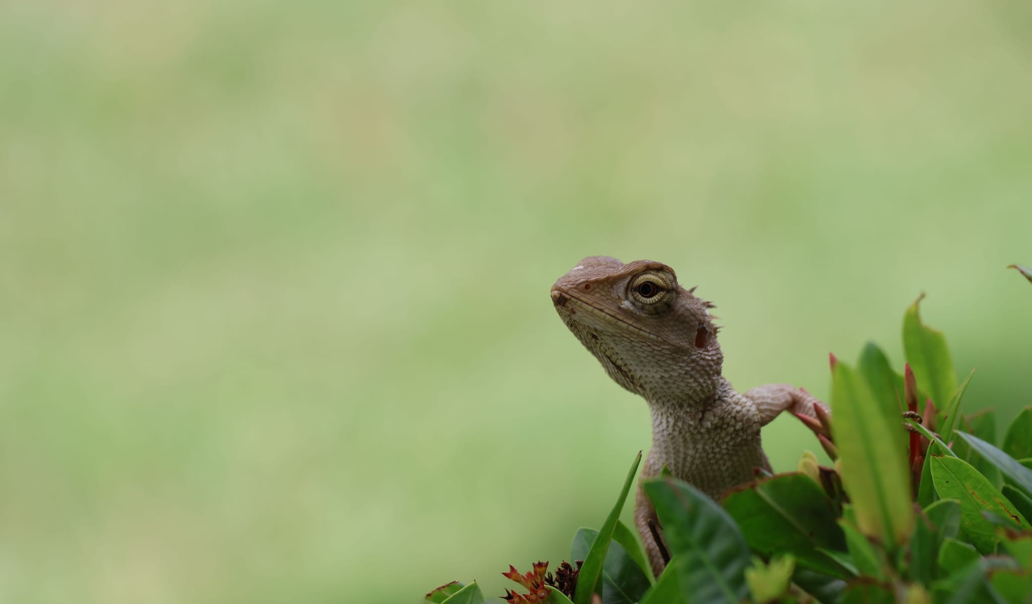 snipe hunt