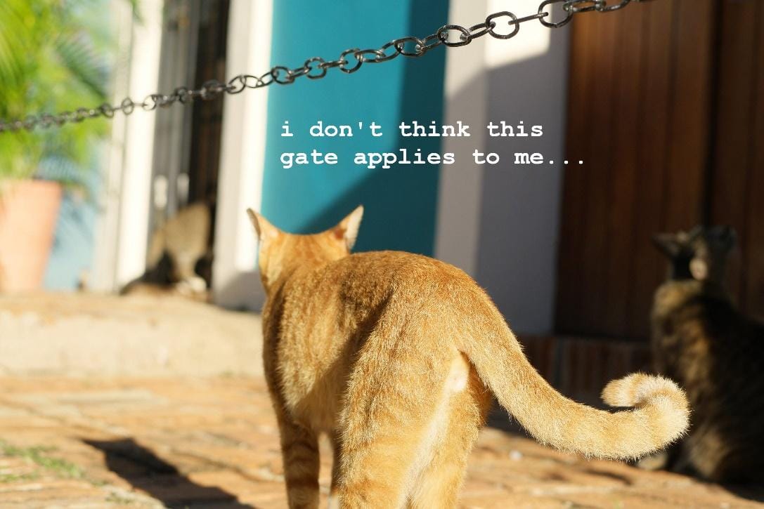 A cat walking on a sidewalk
Description automatically generated