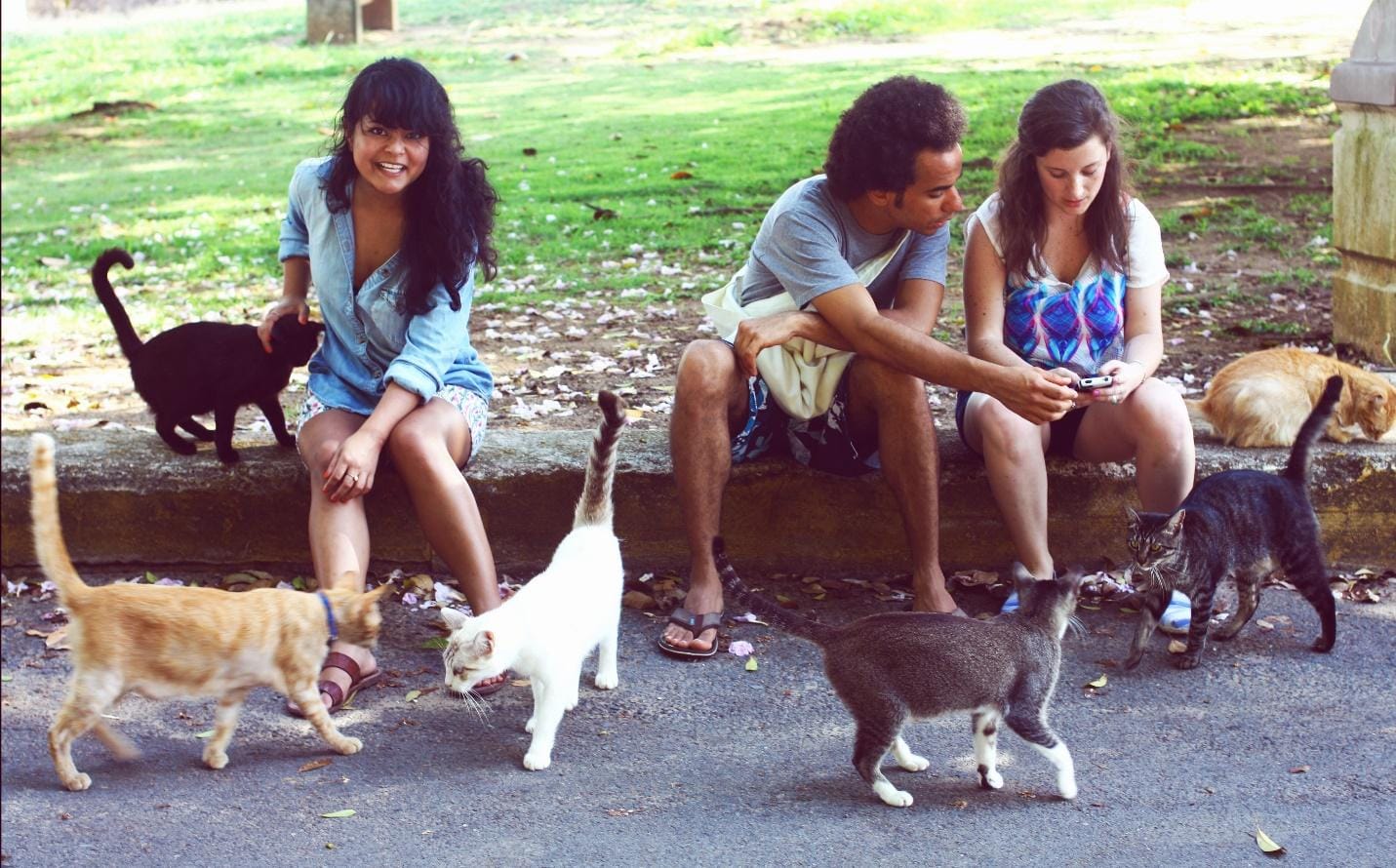 A group of people sitting on a curb with cats
Description automatically generated