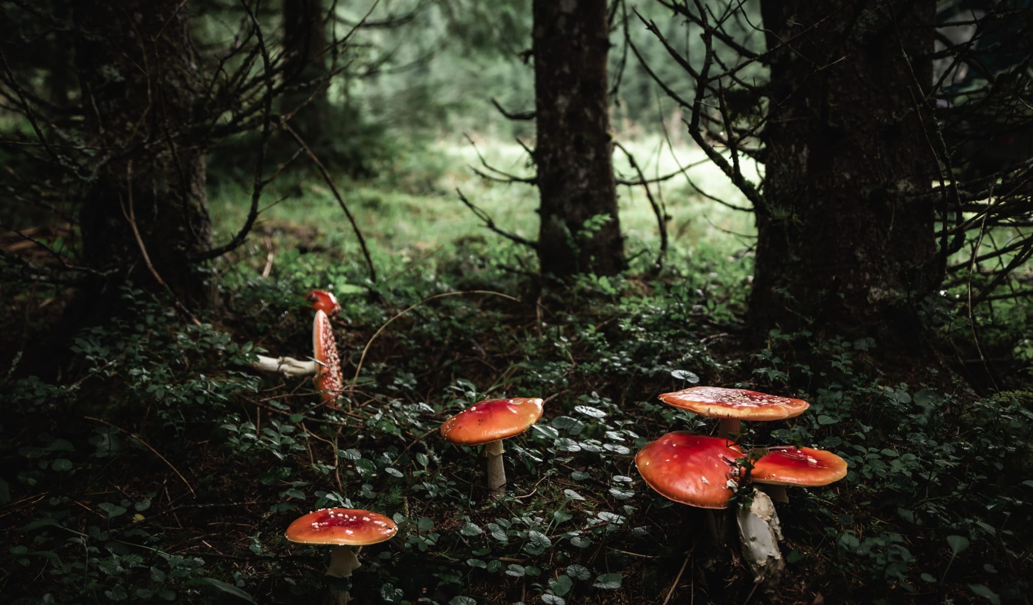 The Fairy Tale of Pandemic Risk - Brownstone Institute