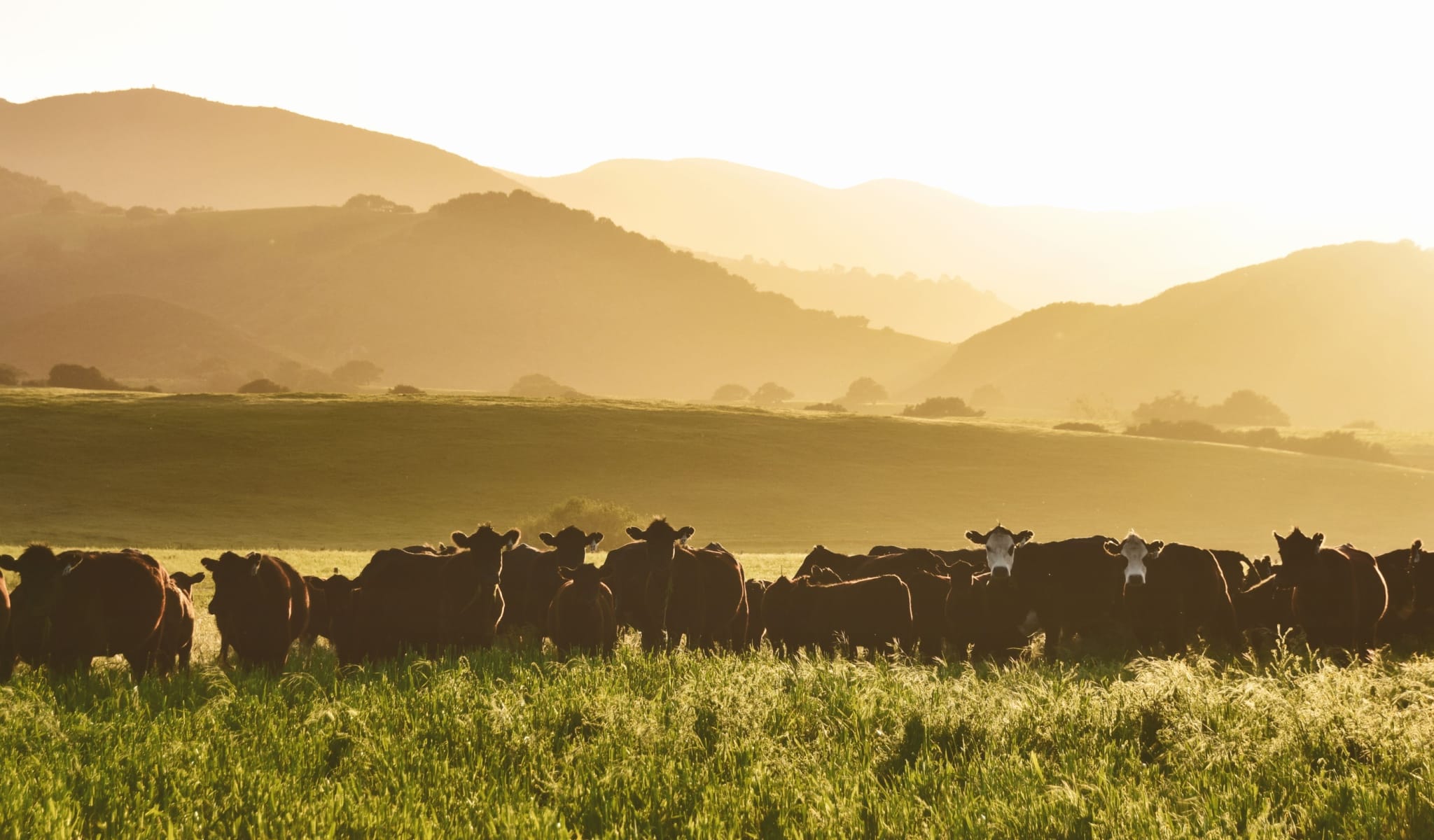A Fauci for Every Farm Animal