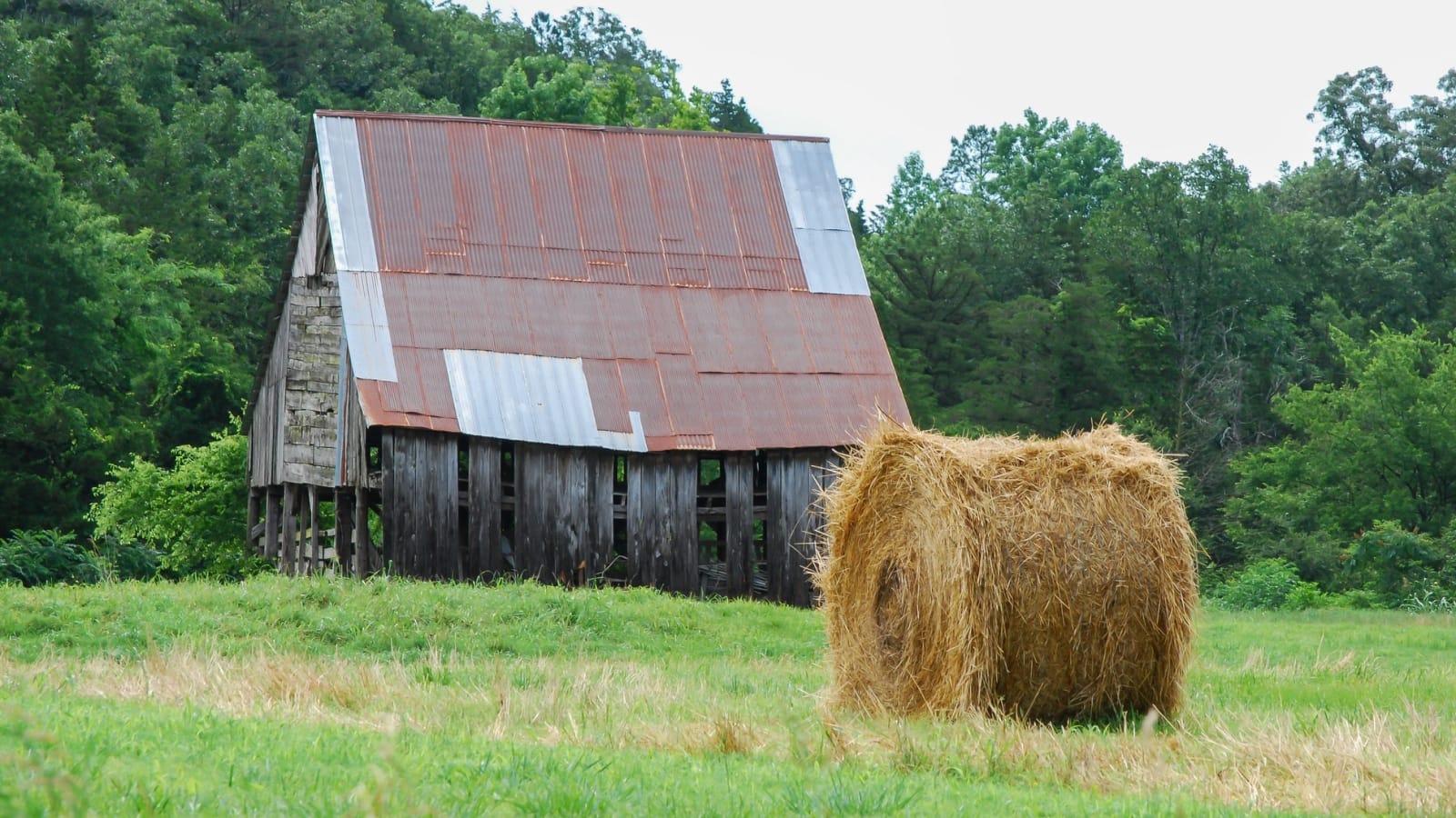 Homesteading: The Little Piggy