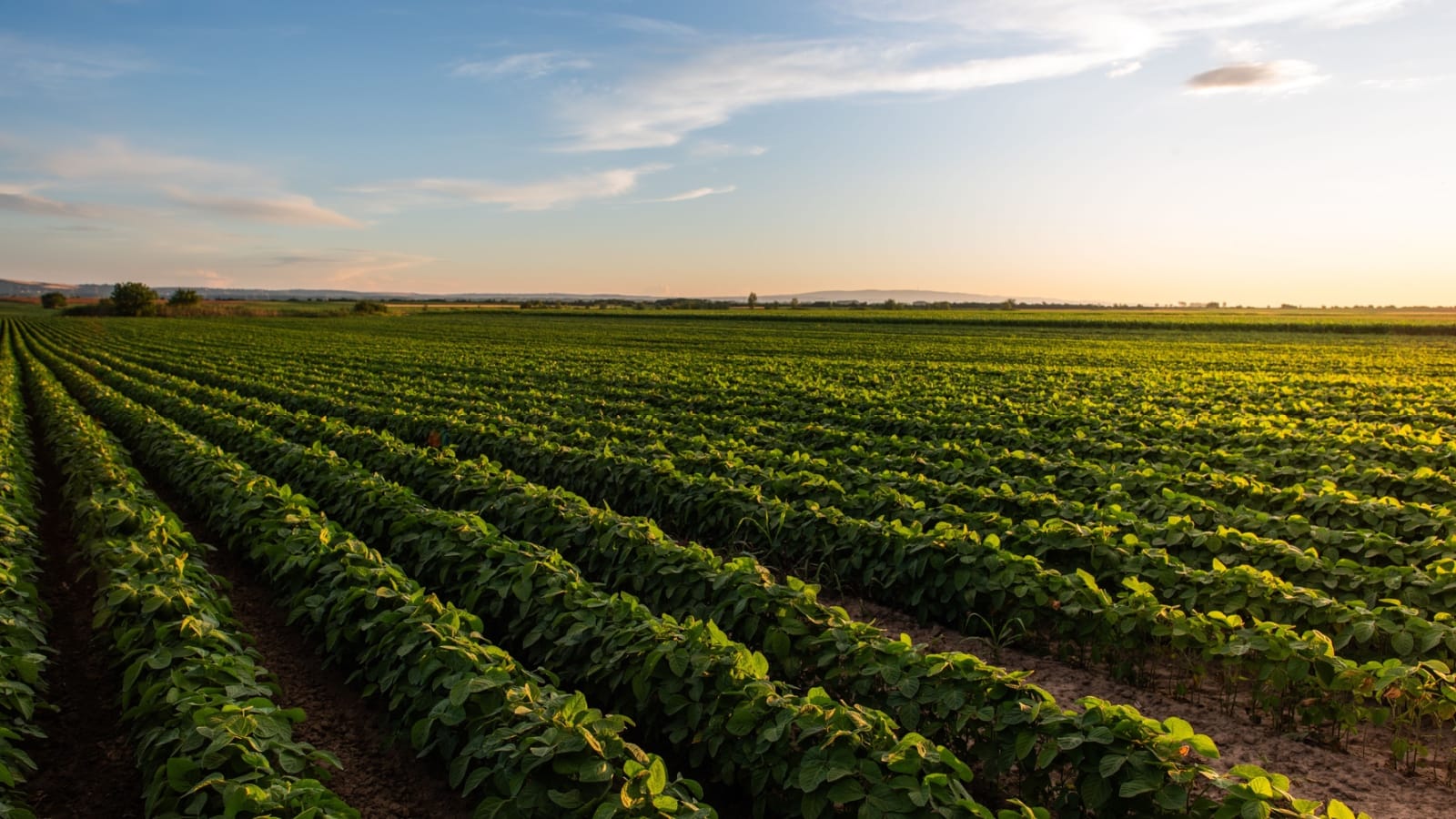 Don’t Bail out Soybeans