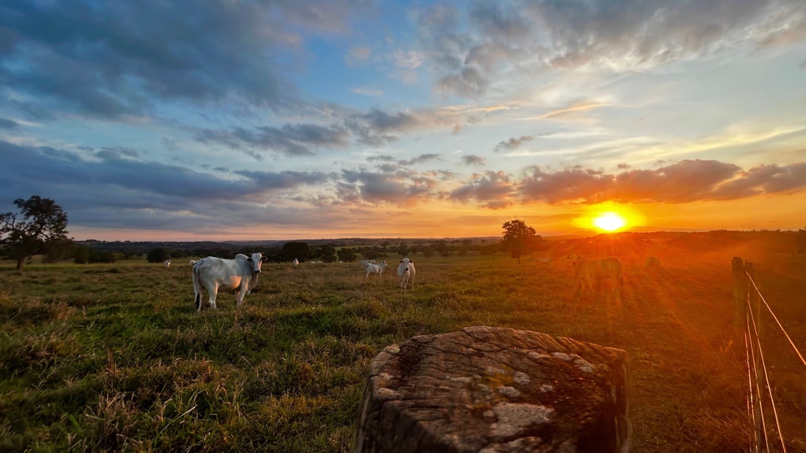Administration Announces Vague Help for Ranchers