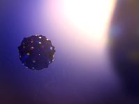 Rethinking Polio