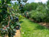 The Why of Food Emancipation