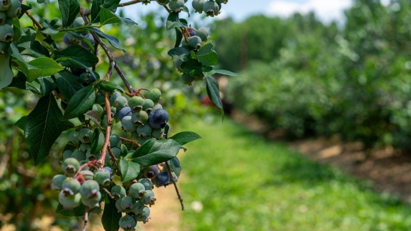The Why of Food Emancipation