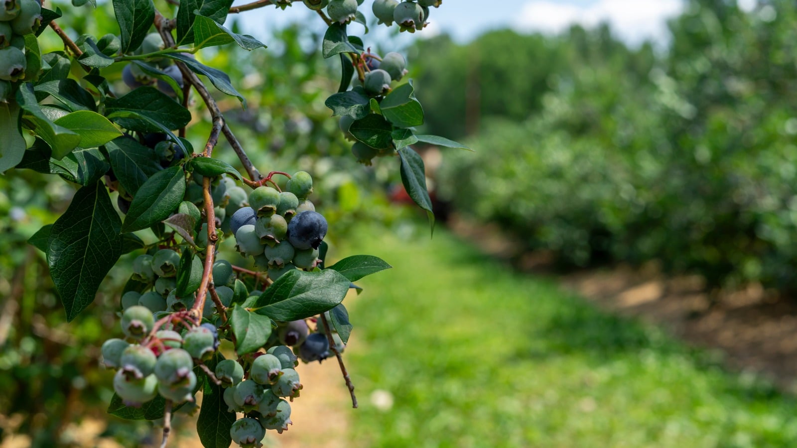 The Why of Food Emancipation
